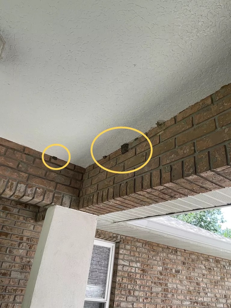 Mud Dauber Nest Removal Made Easy: Trust Ten8 Pressure Washing for a Spotless Home